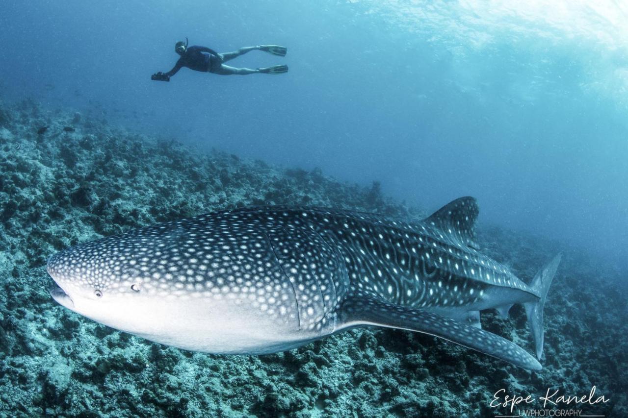 ホテルSouth Ari Dive Center ダンゲシ エクステリア 写真