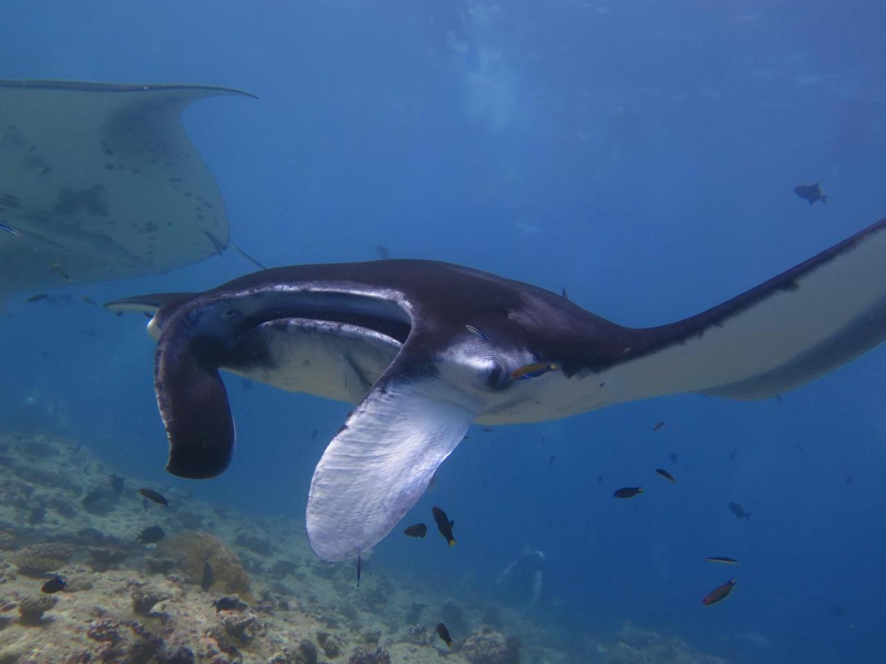 ホテルSouth Ari Dive Center ダンゲシ エクステリア 写真